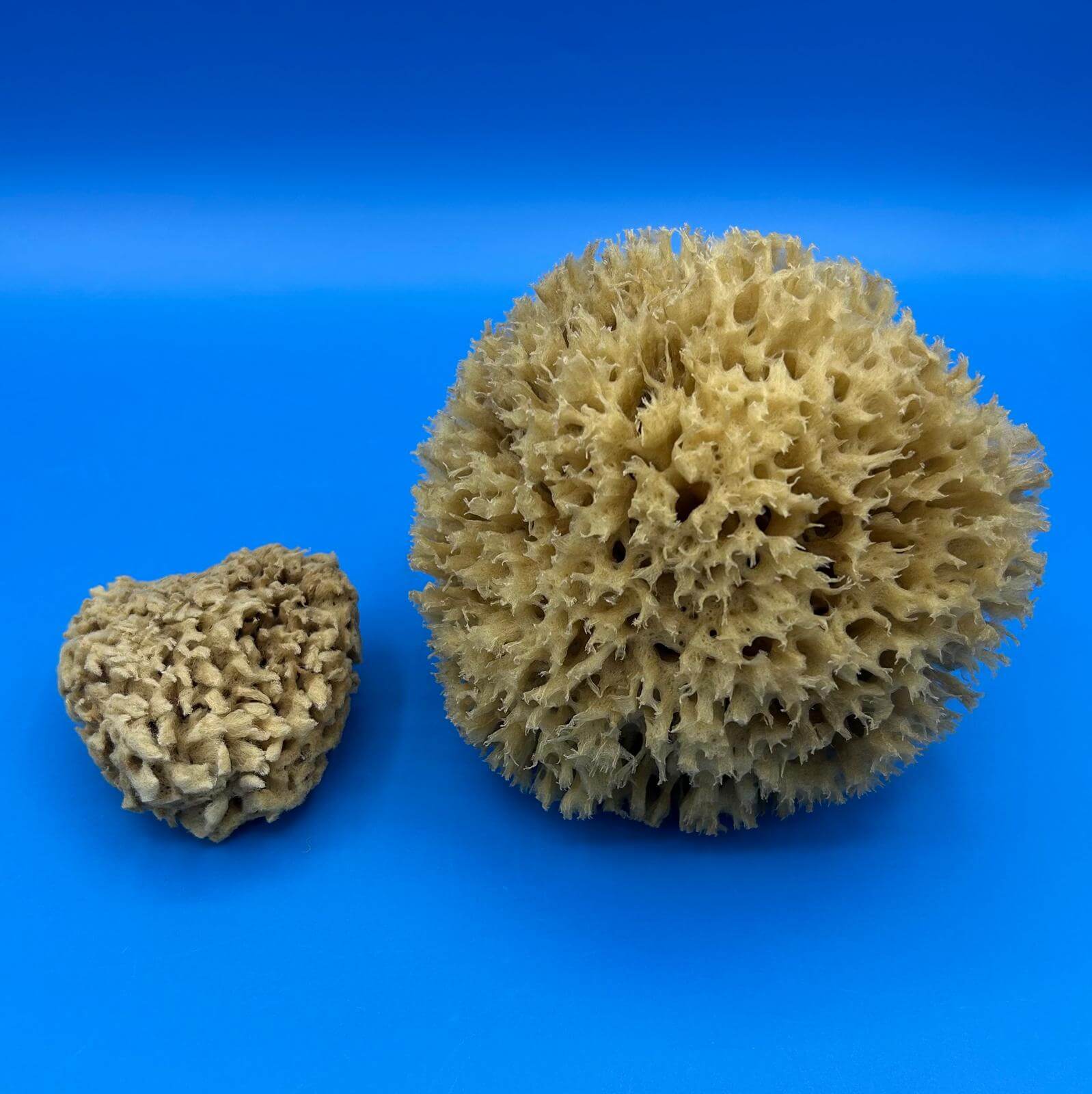 Spugna marina naturale